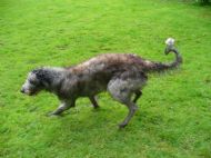 Merlin just loves to run and run and run!